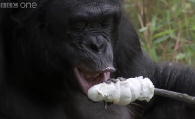 Канзи похапва бонбоните, които сам си е изпекъл