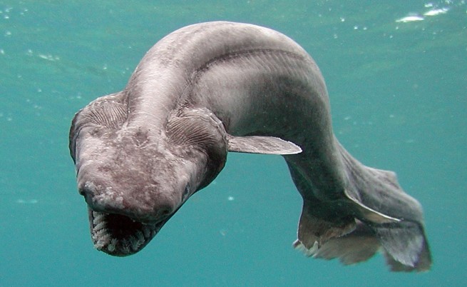 Мантиева акула