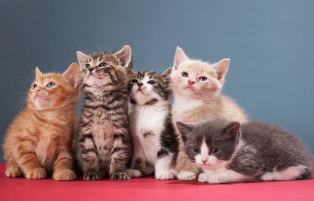 Изградете здравословните им навици от най-ранна възраст