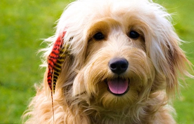 Странни аксесоари за домашни любимци