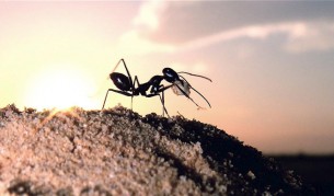 Откриха мравка-нинджа, която поробва себеподобните си