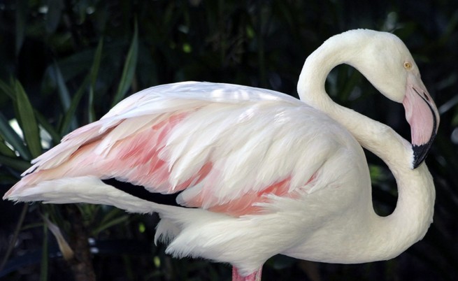 Най-старото розово фламинго в света почина на 83 години