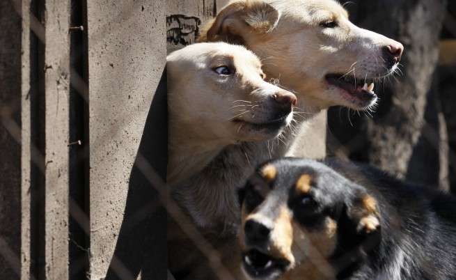 В Сочи изтребват улични кучета 