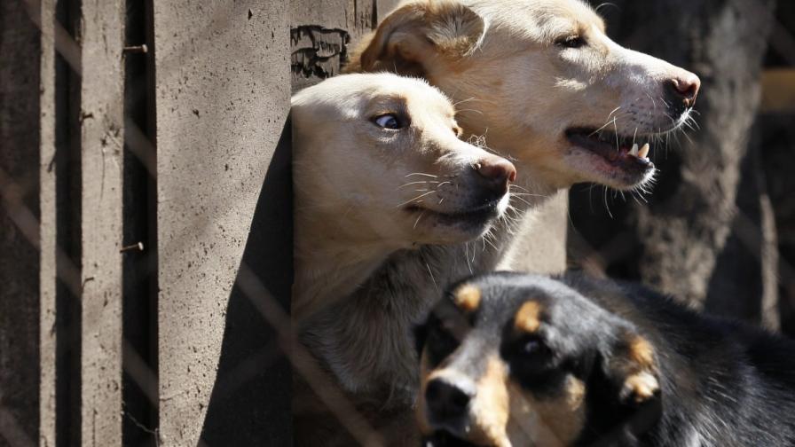 В Сочи изтребват улични кучета "по спешност"