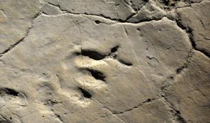 Откриха следи от човешки стъпки на 800 000 години