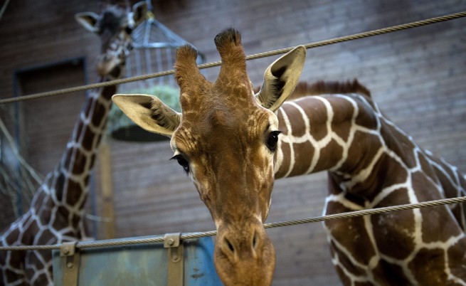 Още един жираф може да бъде умъртвен в датски зоопарк