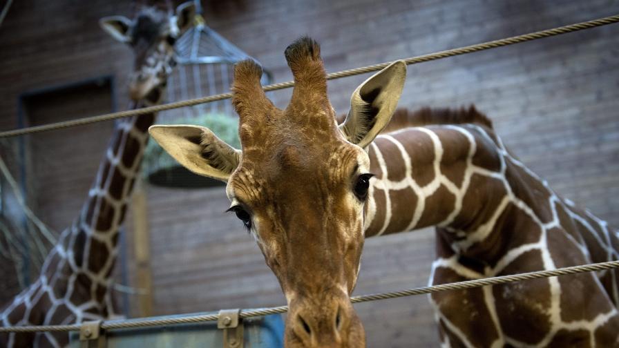 Напълно здравият 6-месечен жираф Мариус, който бе умъртвен преди дни в Дания