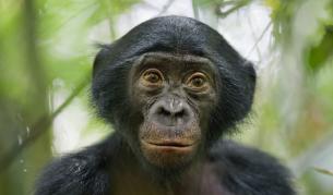 Шимпанзетата планират закуските си