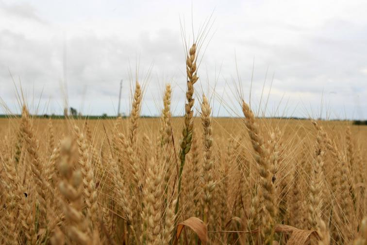 жито земеделие