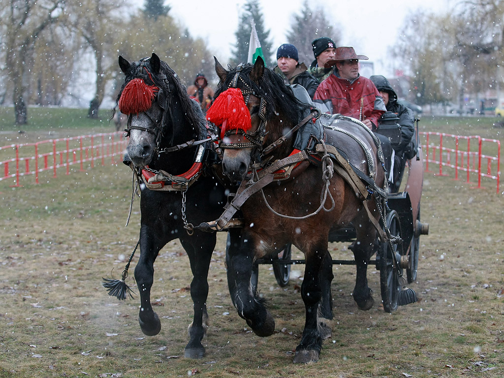 Тодорова събота в Гр. Самоков, деня на коневъдството и конния спорт. Тодоровден, Конски Великден, Съботата след Сирни Заговезни се празнува главно за здраве на конете.