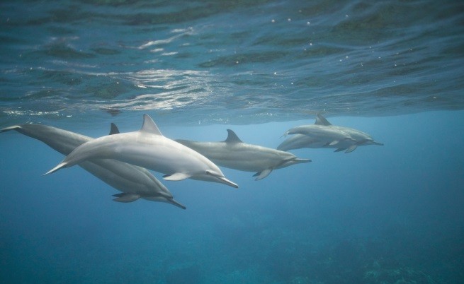 Мистерия: Морето изхвърли 33 делфина на брега в Япония