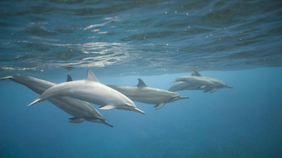 Около 30 делфина загинаха в морето близо до брега на Нюфаундленд