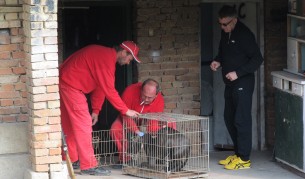 Собственикът на питбулите дарява кръв за пострадалата