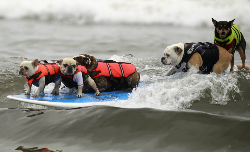 Кучета сърфисти премериха сили в Калифорния1