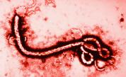  Ебола 