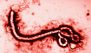 Вирус Ебола