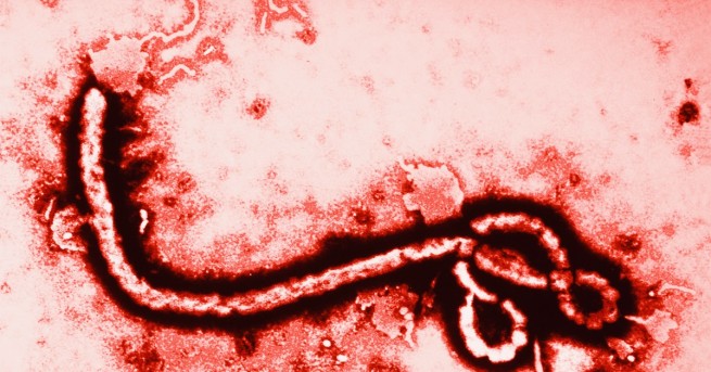 Един човек е починал от ебола в Демократична република Конго