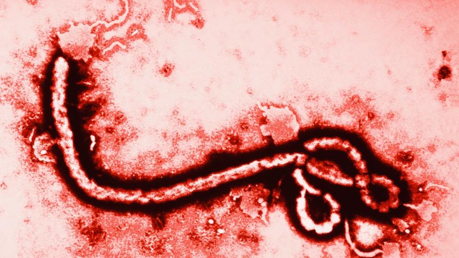 Вирус Ебола