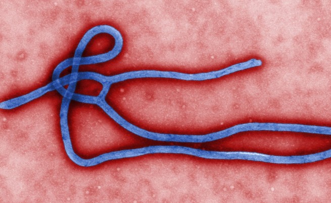 Вирусът eбола в Африка е нов щам