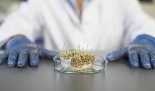 Учени: ГМО могат да помогнат да се запази човечеството