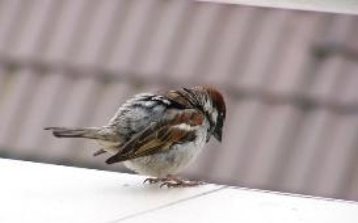 За врабчетата и футбола...