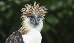 Филипинският орел е на 8 място в списъка. Той се нарича още орел маймунояд