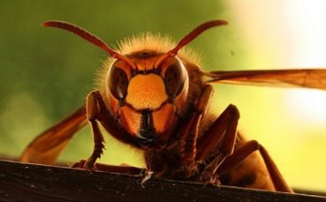 Стършели жужат на стадиона в „Надежда“