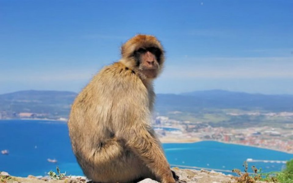 Ети: Неочакваните срещи с човекоподобни маймуни са доста приятни