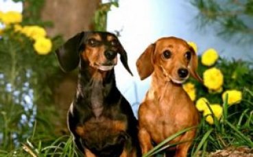 Глутници кучета нападнаха Локо София