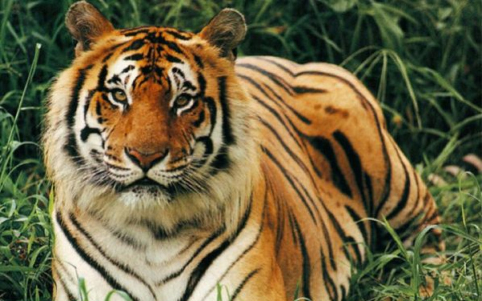 Бенгалски тигър лови дузпи на бивш руски национал