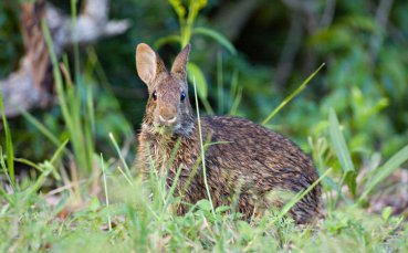 Заек сече пистата пред самолета на Локо Сф