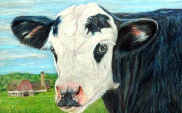 Футболистите на Берое спечелиха 150 кг теле