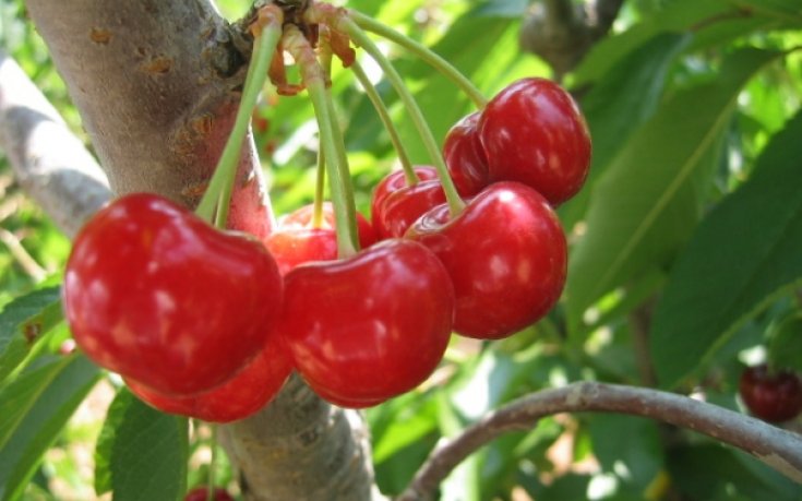 Миньор и Септември откриват турнира Cherry Cup