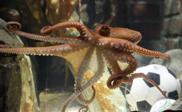 Залагаш на октопода 1 евро, печелиш 2187