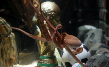 Октоподът-оракул Паул получи собствена Световна купа