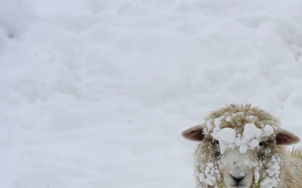 Обилният снеговалеж отложи съботните мачове в Шотландия