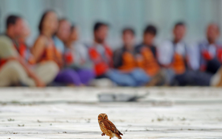 ВИДЕО: Птица върху жица: Футболист нарита паднал на терена бухал, наказват го