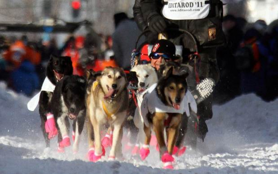 СНИМКИ: В Аляска започна най-дългото състезание с кучешки впрягове