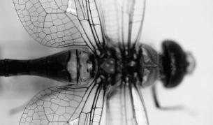 Учени откриха насекоми с разменени полови органи