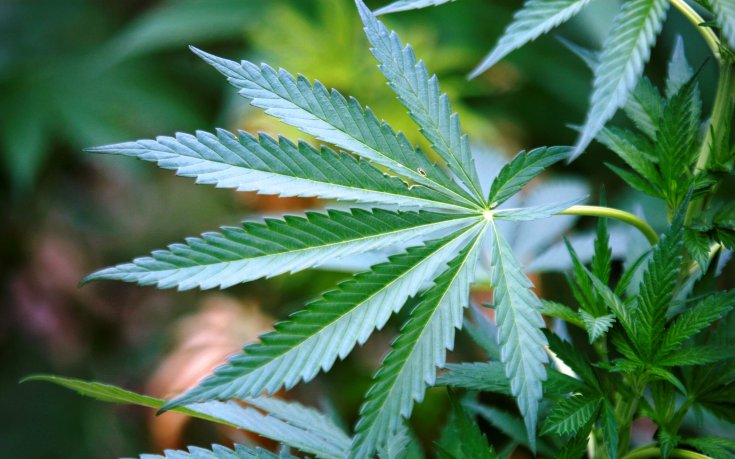 Историята на първата забрана на марихуана