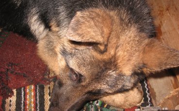 СНИМКИ: Серджо е седмото ново попълнение в Локо Пд