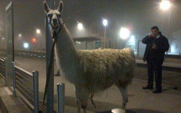 ВИДЕО И СНИМКИ: Френски тийнейджъри отвлякоха лама от цирка, разходиха я из Бордо