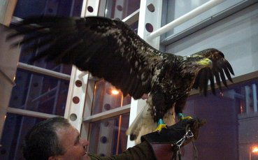 Орелът на Лудогорец вече е в България