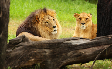 ВИДЕО: Екип на Челси в клетката на лъва