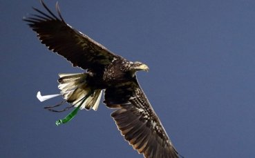 Феновете избират име на орлицата на Лудогорец