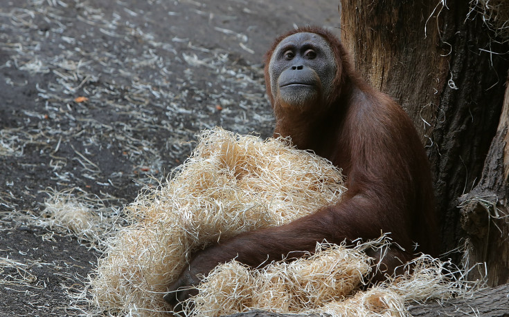 Орангутан се направи на пророк за Купата на Германия