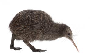 Учени разкриха тайната на произхода на птицата киви