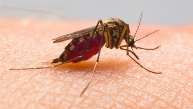  7 обстоятелството за комарите, които евентуално не знаете 