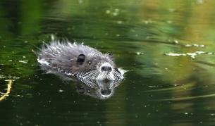 След 200 години бобърът се завърна край Дунав