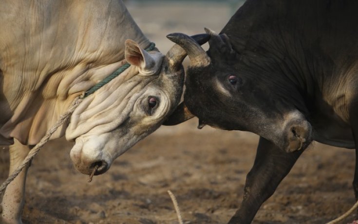 Задръстване заради говеда преди занимание на Кот д'Ивоар